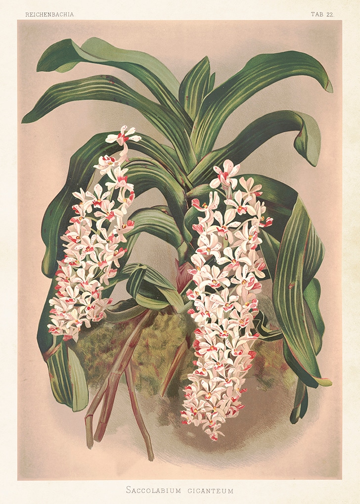 Poster Orkidé