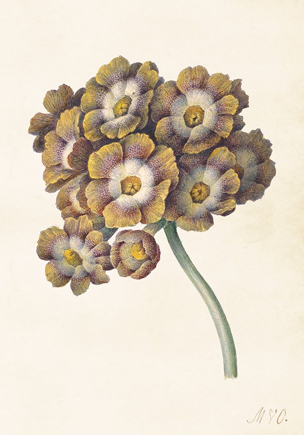 Poster Primula