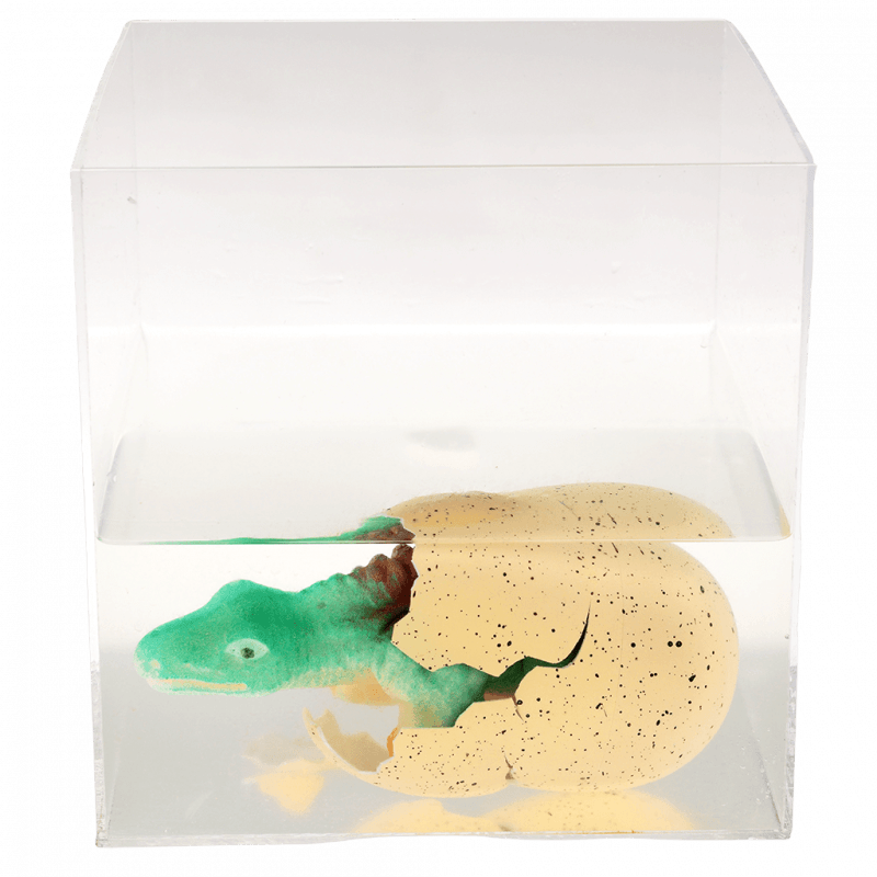 Kläckande Ägg Dinosaurie