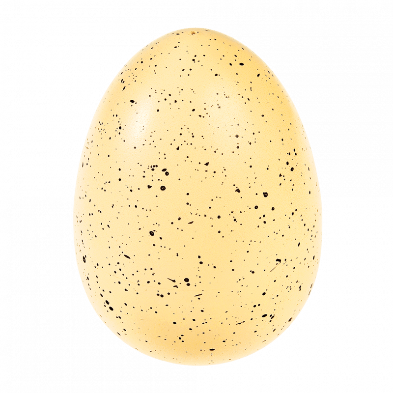 Kläckande Ägg Haj