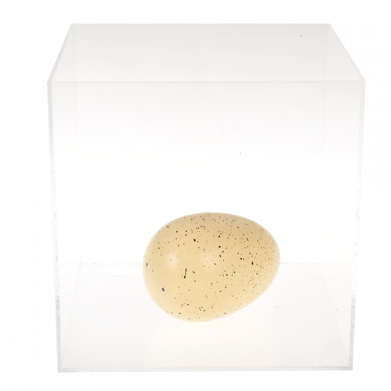 Kläckande Ägg Haj