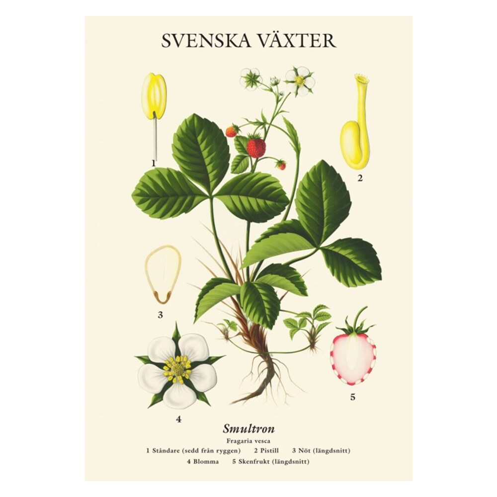Poster Svenska Växter Smultron