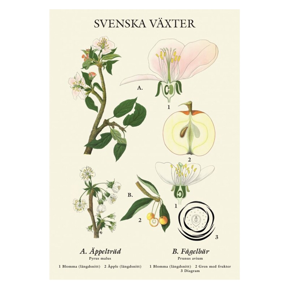 Poster Svenska Växter Äppelträd