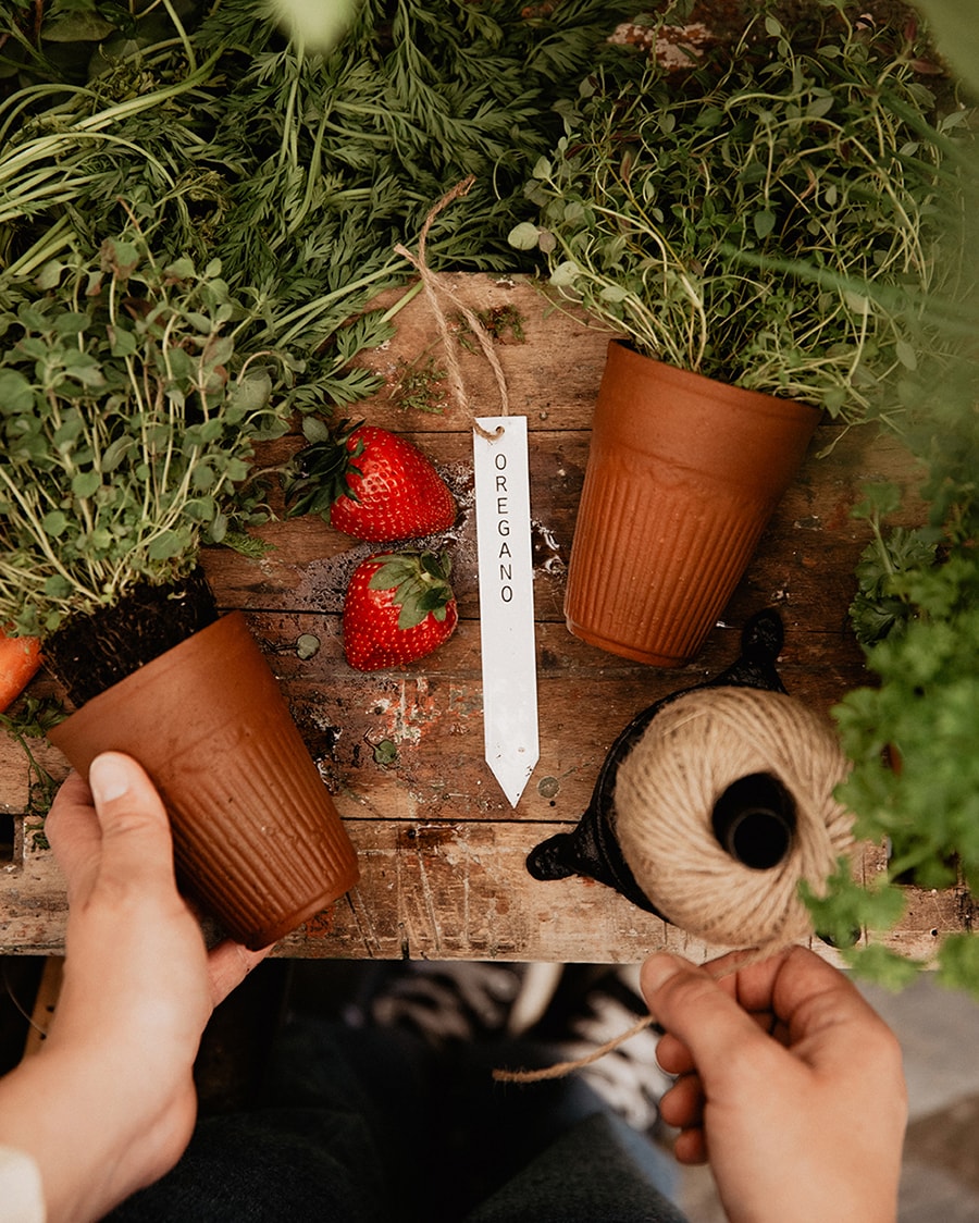 Odlingssticka Oregano