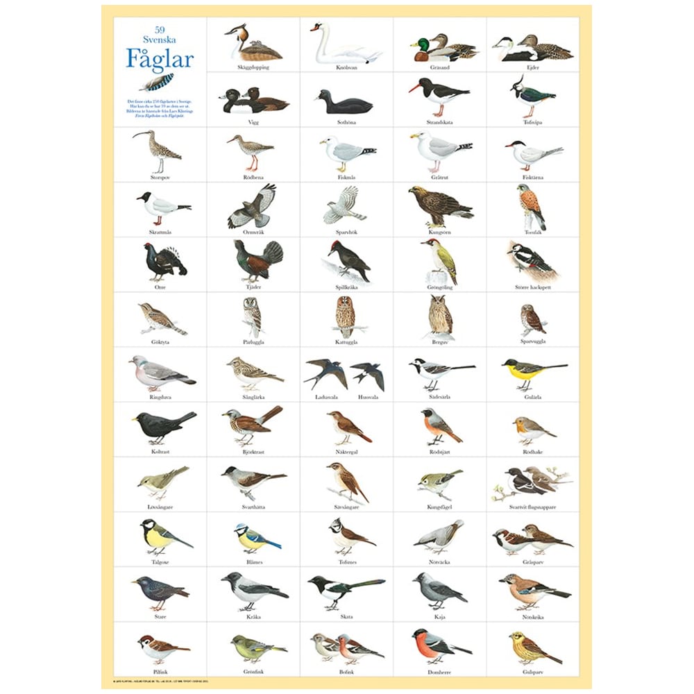 Poster Svenska Fåglar