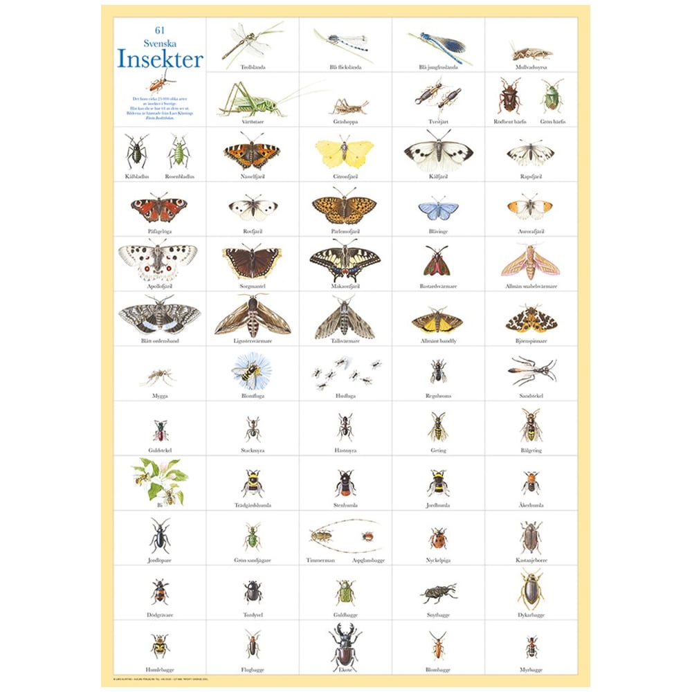 Poster Svenska Insekter