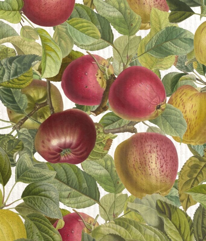 Disktrasa Äpple Pink Lady