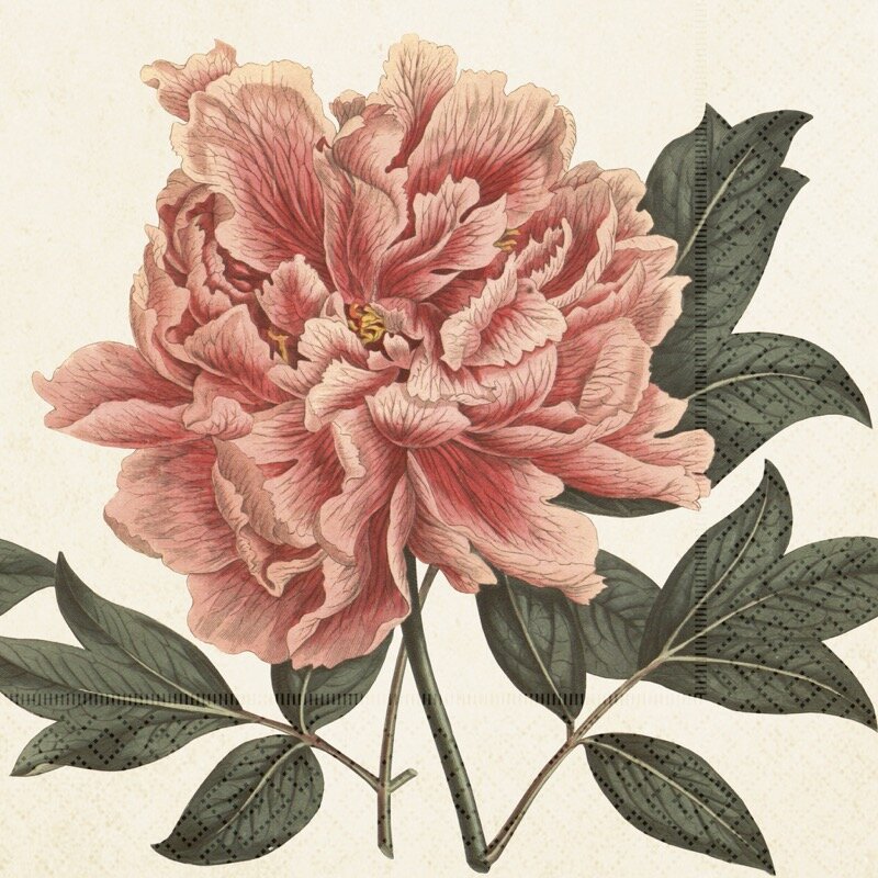 Pappersservett Rosa Pion