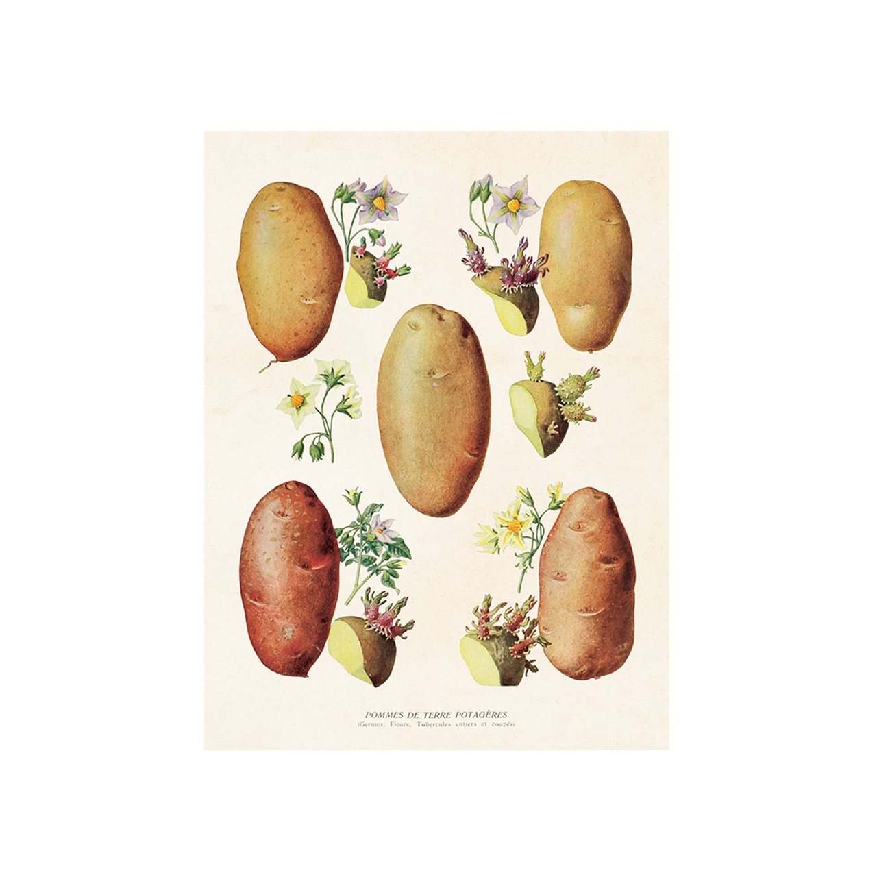 Poster Potatis