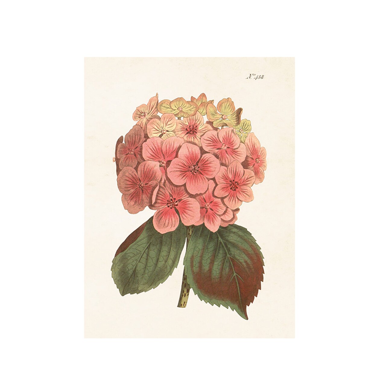 Poster Hortensia