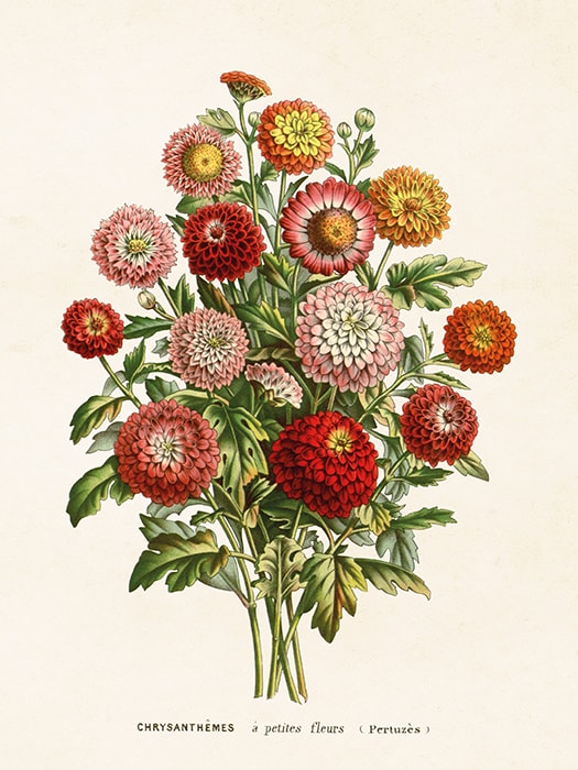 Poster Chrysanthemum