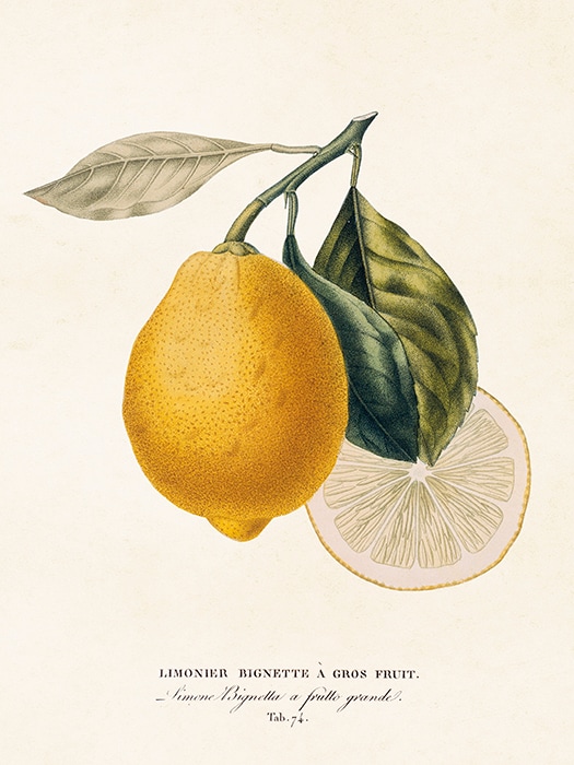 Poster Citron