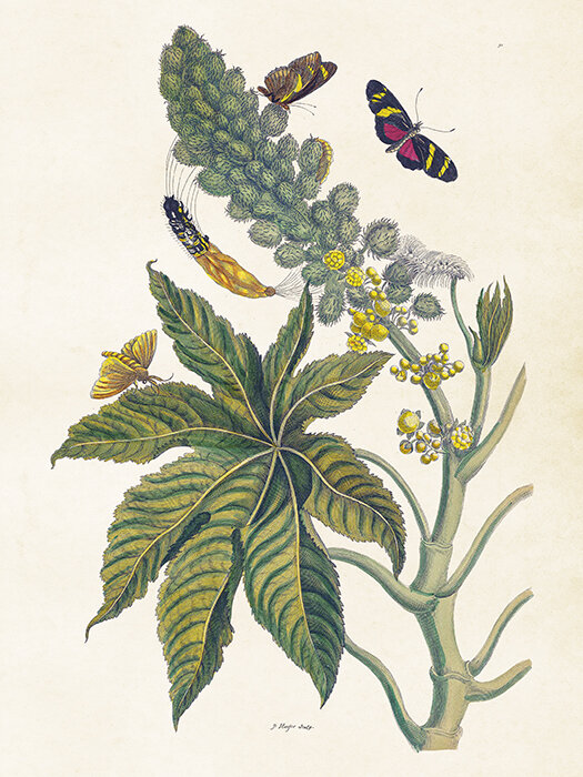 Poster Fjärilar & Ricin