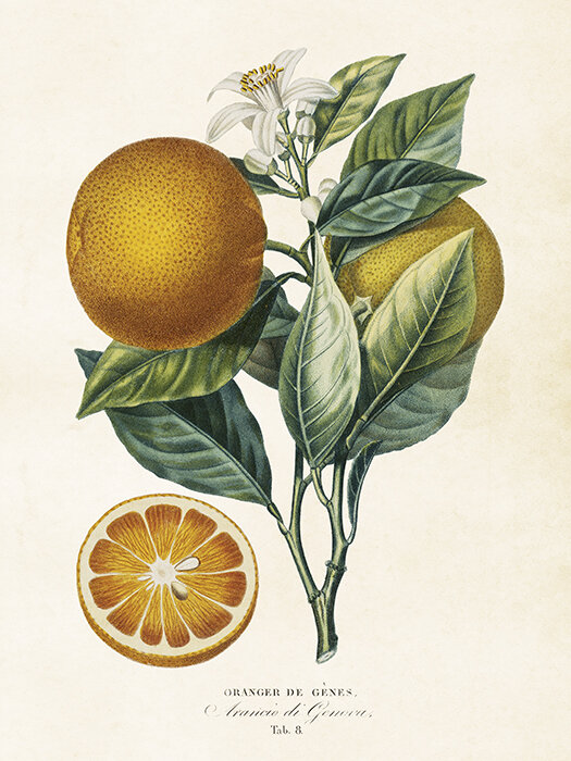 Poster Apelsin