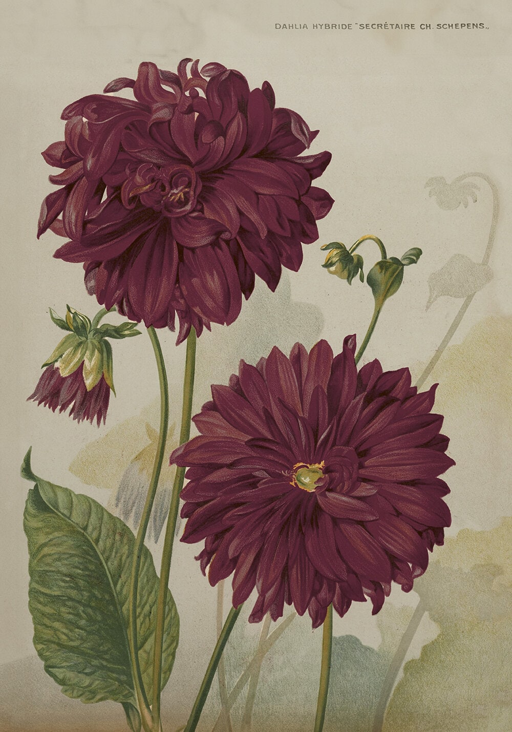 Poster Dahlia Hybrid