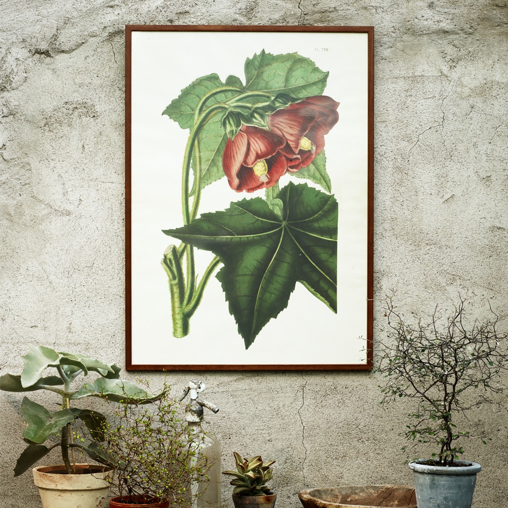 Poster Blomsterlönn