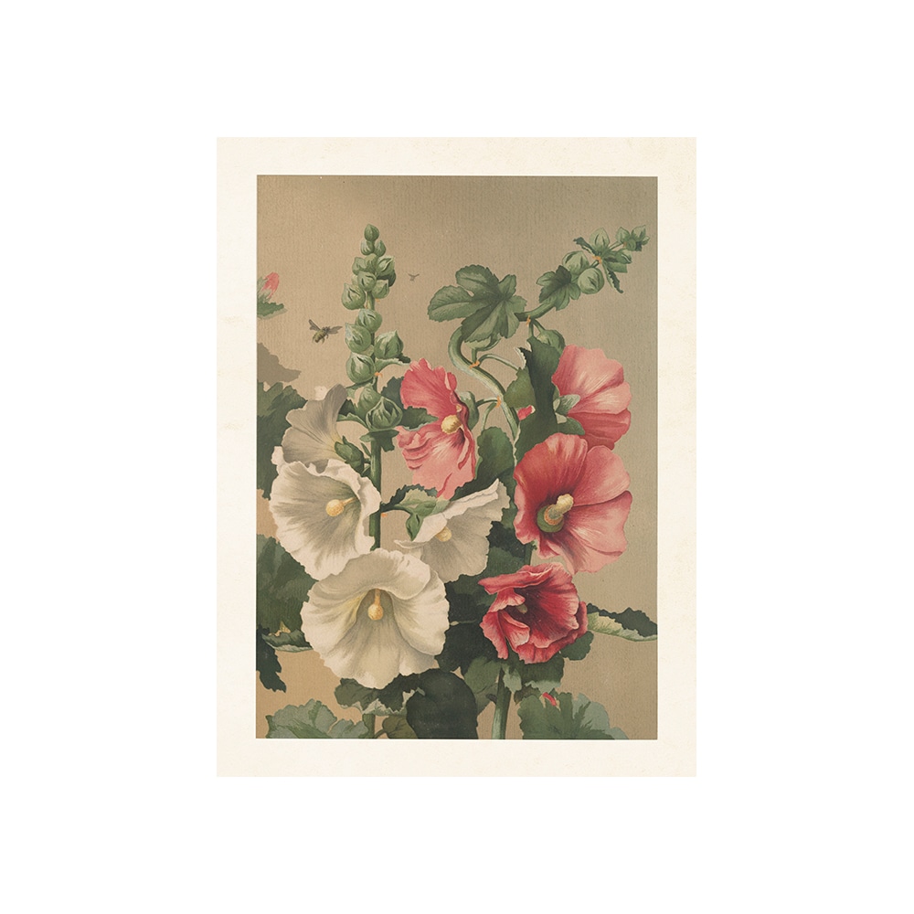 Poster Stockrosor
