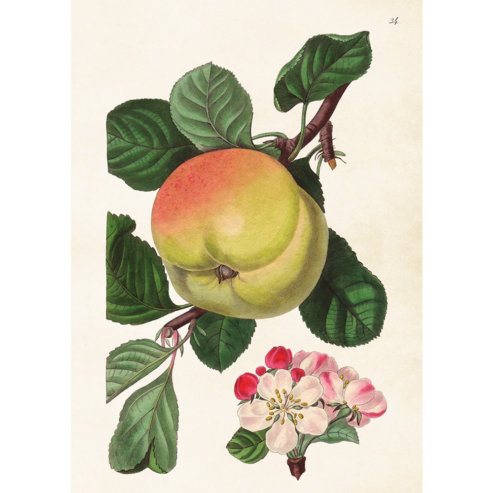 Poster Äpple