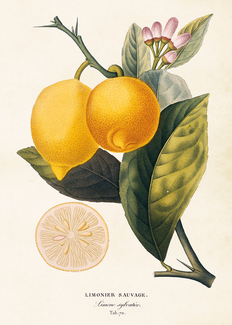 Poster Citron