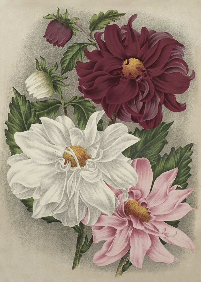 Poster Blomstrande Dahlia