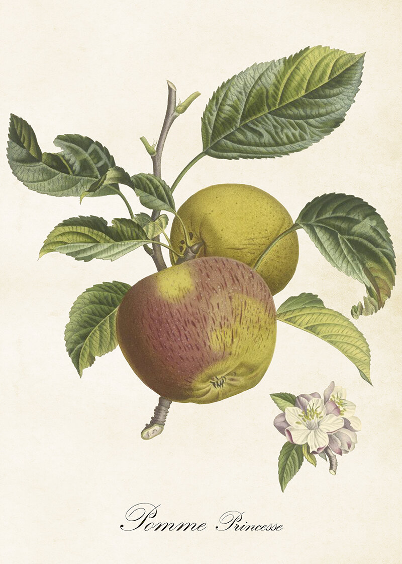 Poster Äpple Pink Lady