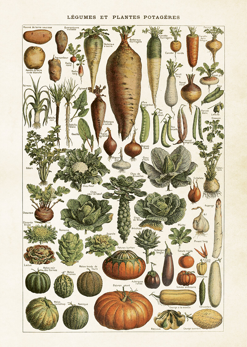 Poster Vegetables Stor