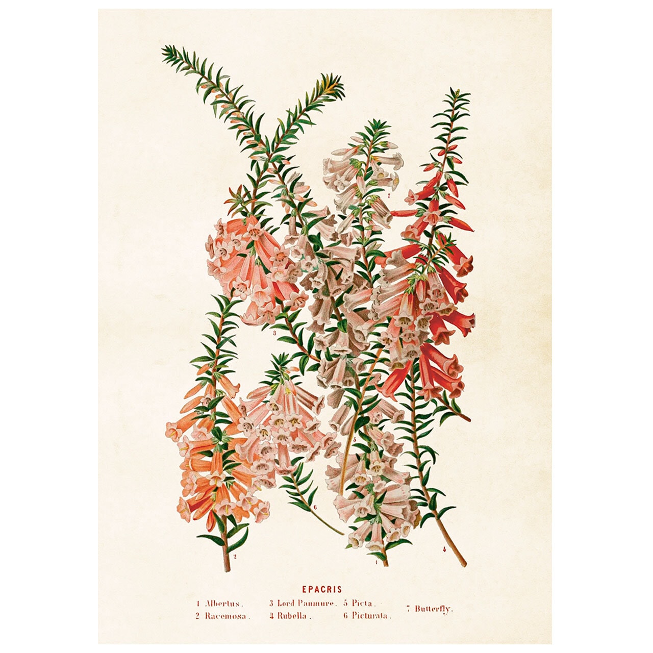 Poster Sydljung
