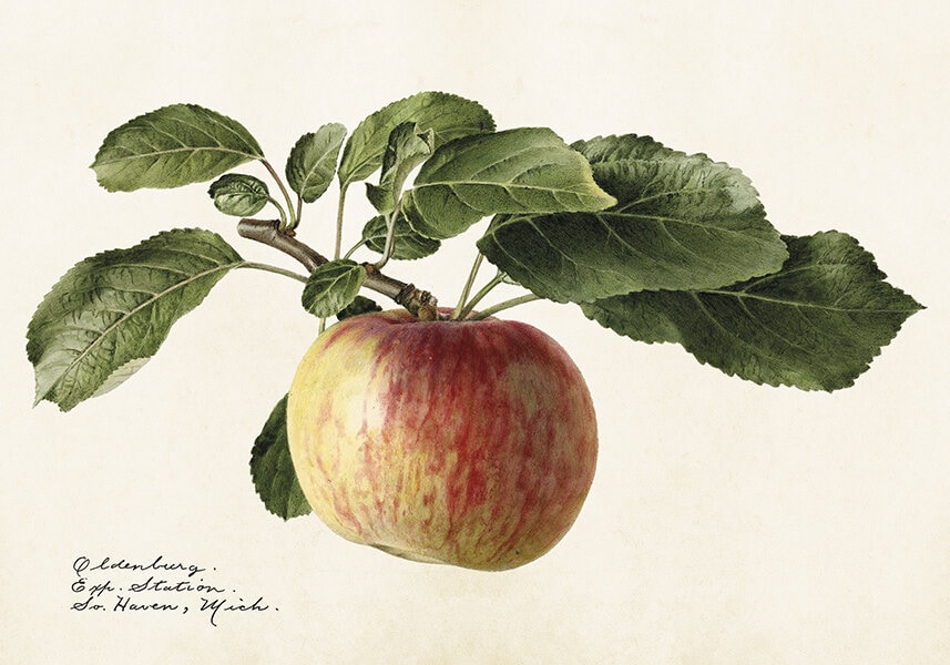 Poster Äpple