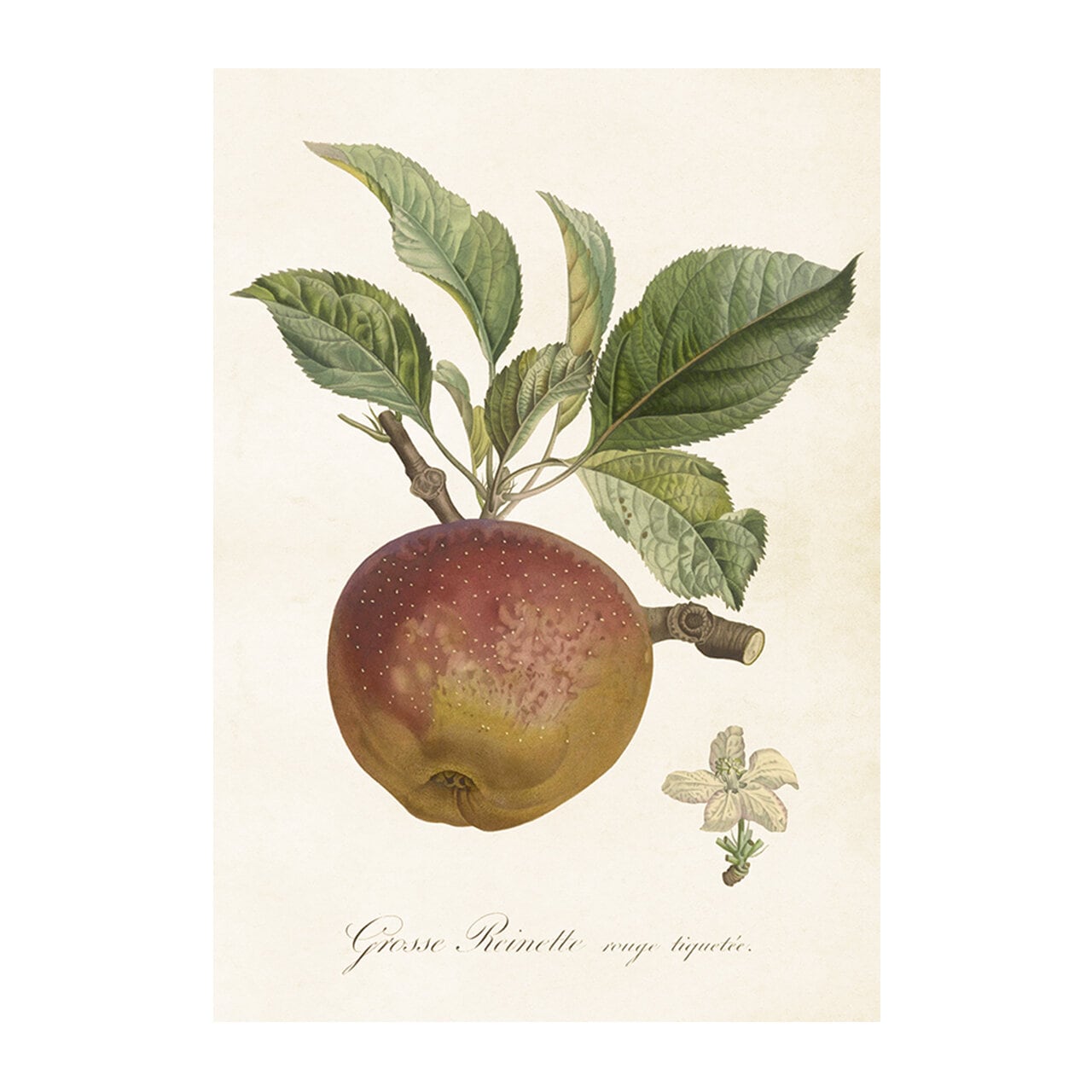 Poster Äpple Reinette