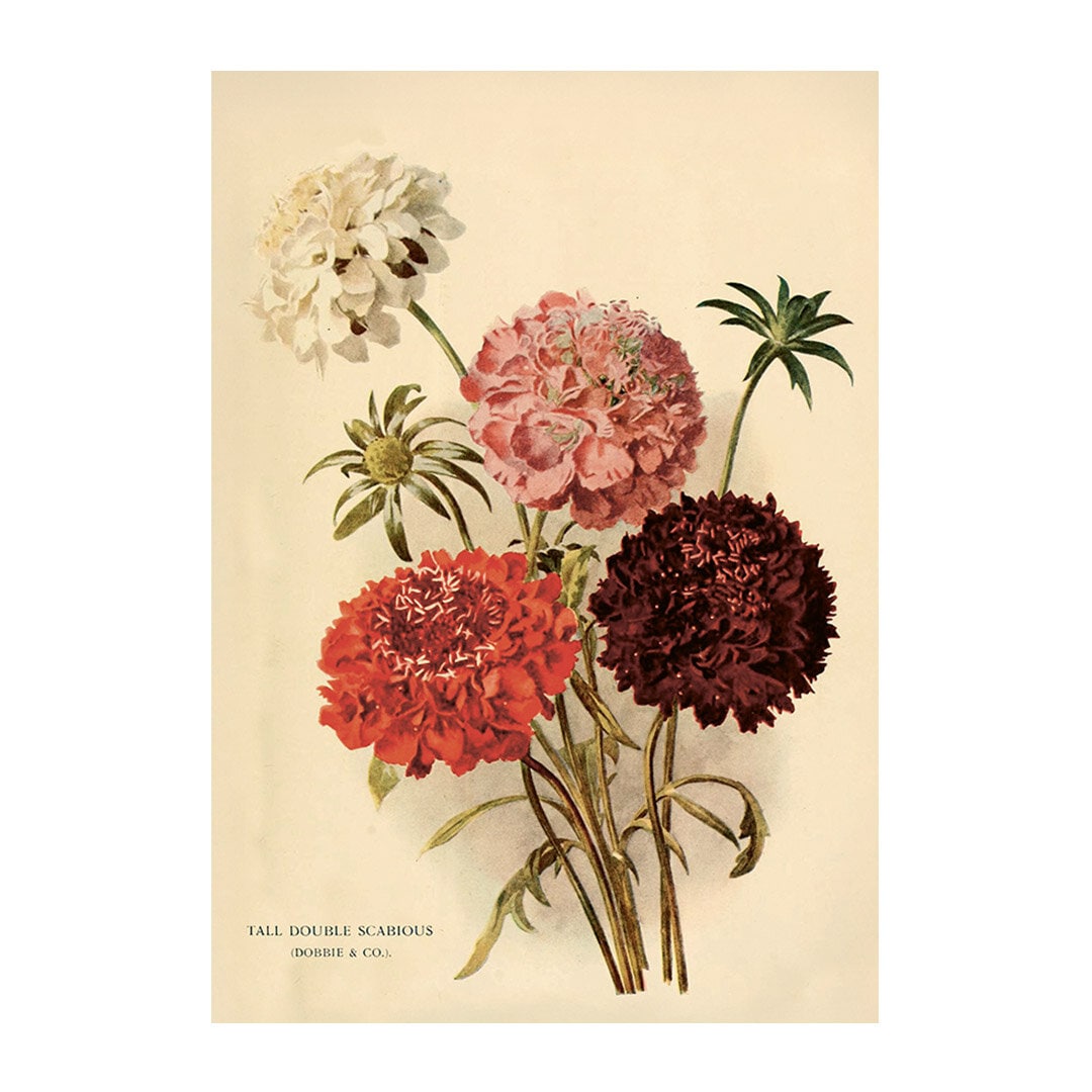 Poster Ros Scabiosa