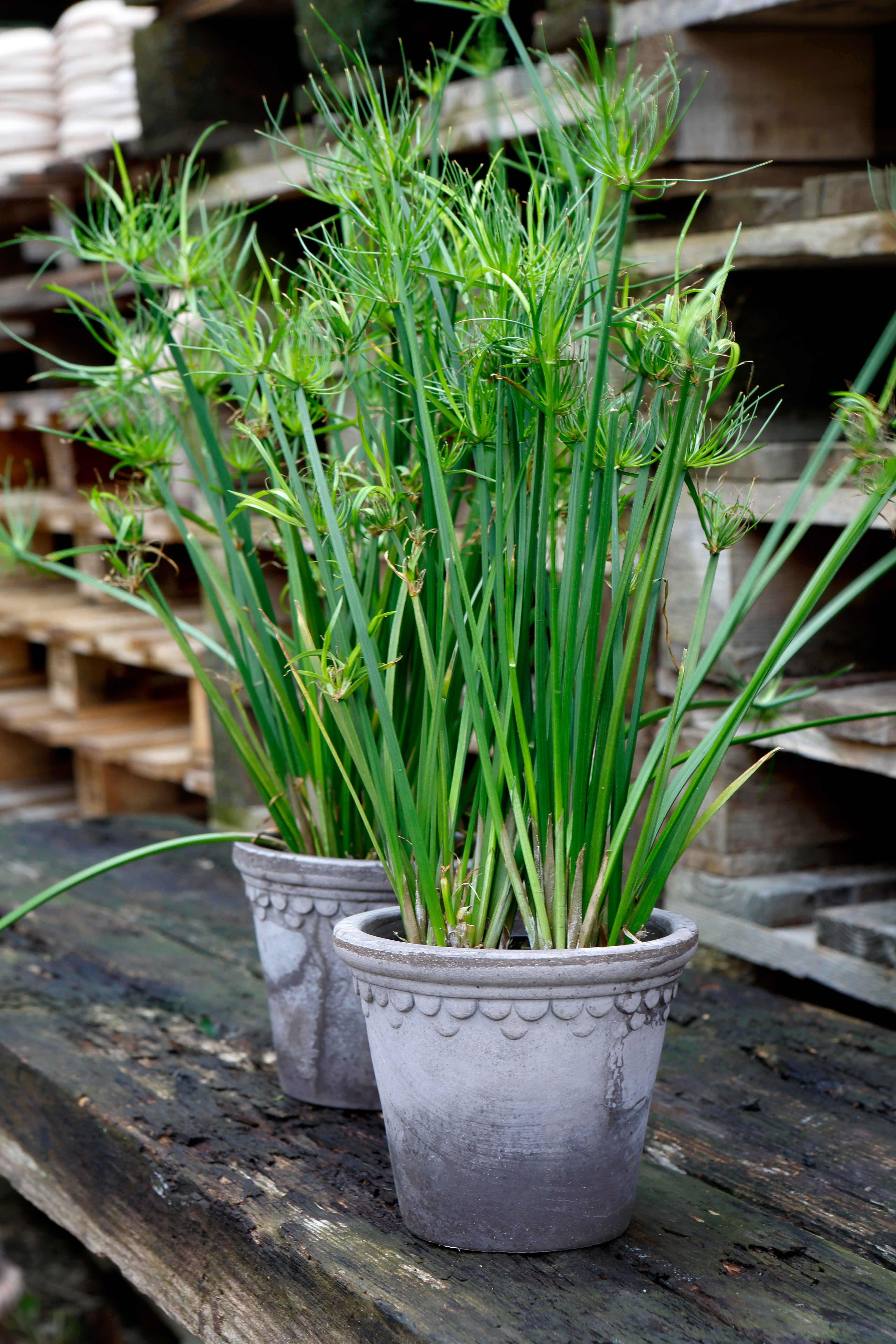 copenhagen grass