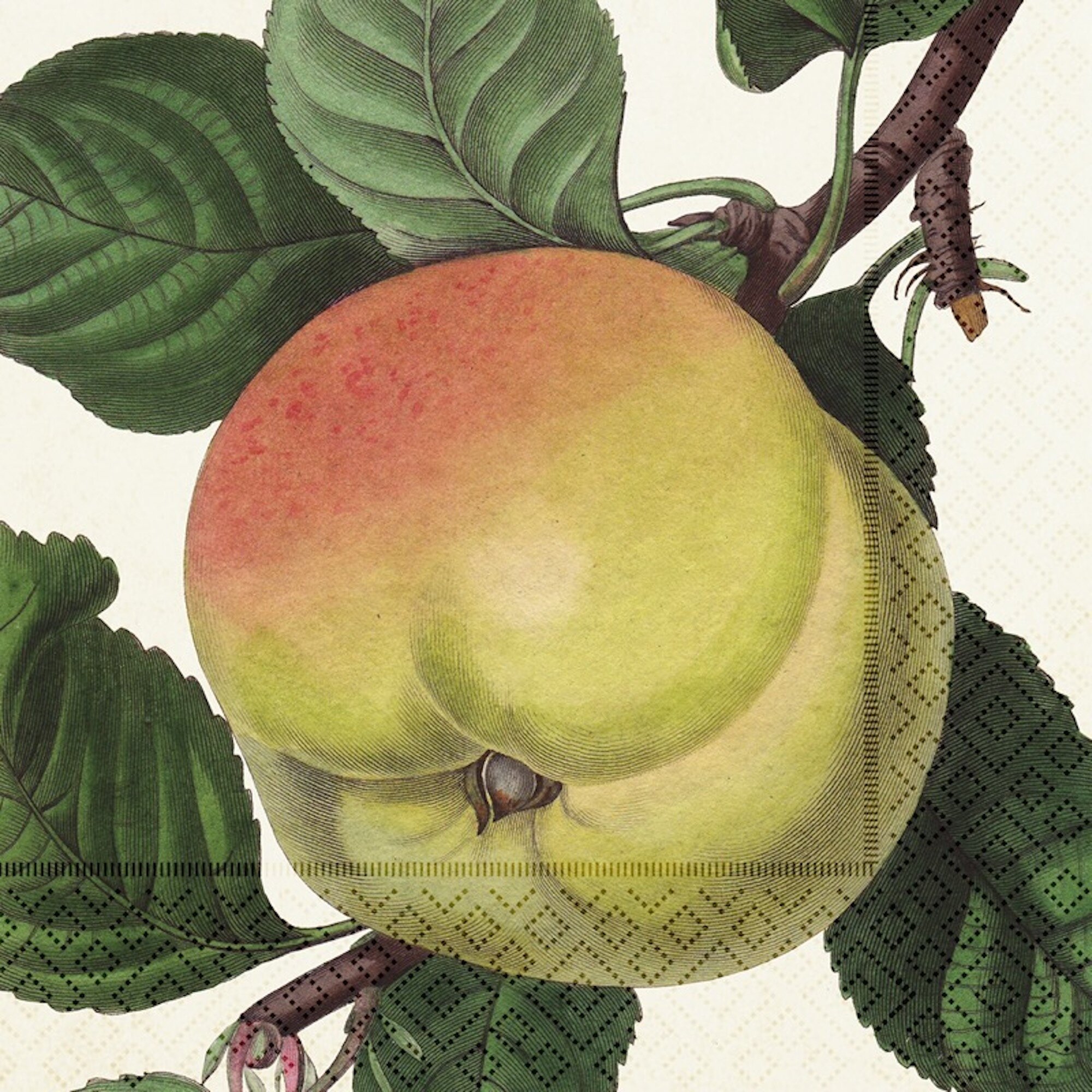 Pappersservett Äpple